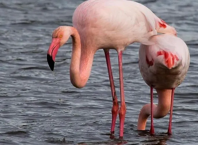 T2: 45m2 :4 Places :independant Dans