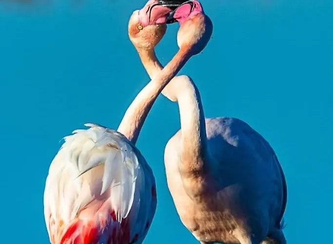 T2: 45m2 :4 Places :independant Dans * Hyères